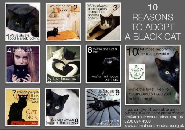 10 Reasons for a Black Cat