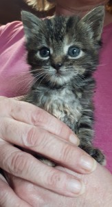 Tortie kitten