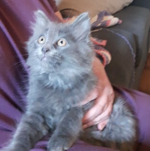 Gus