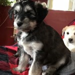 Jude