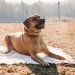 Kodi – COURTESY Post