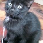 Ebony