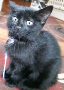 Ebony