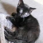 Licorice