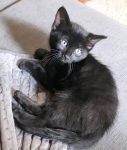 Licorice