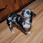 Lola