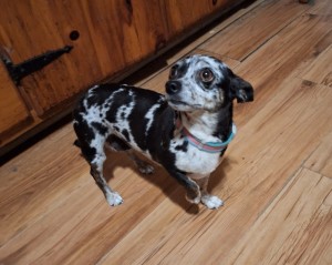 Lola