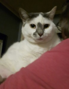 Percy – CAT for SENIORS