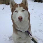 Zena
