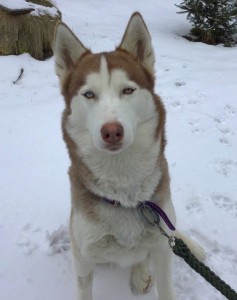 Zena
