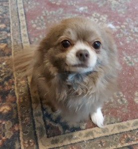Dixon