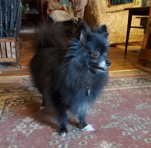 Ebony