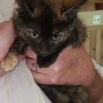 Tortie