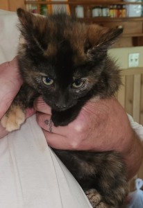 Tortie